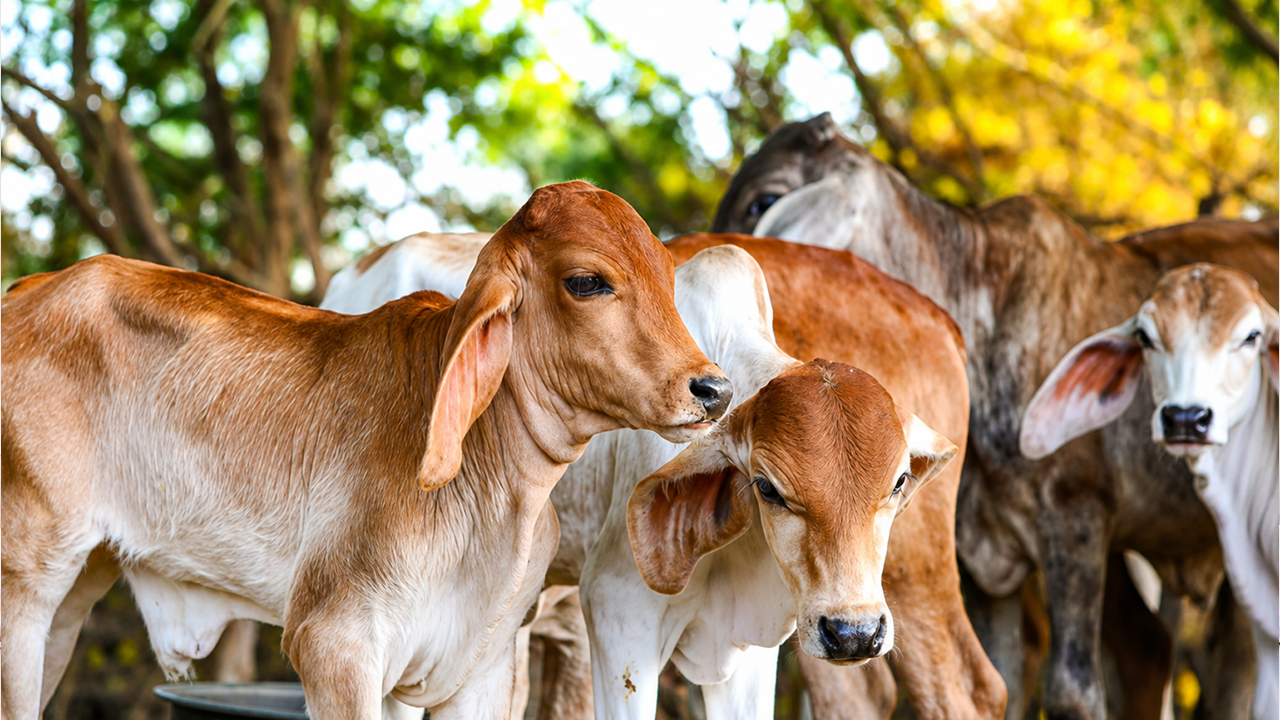 Gau Seva